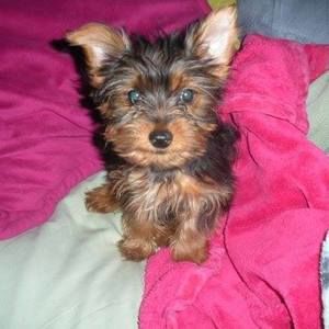 Meet your Posher, Melody